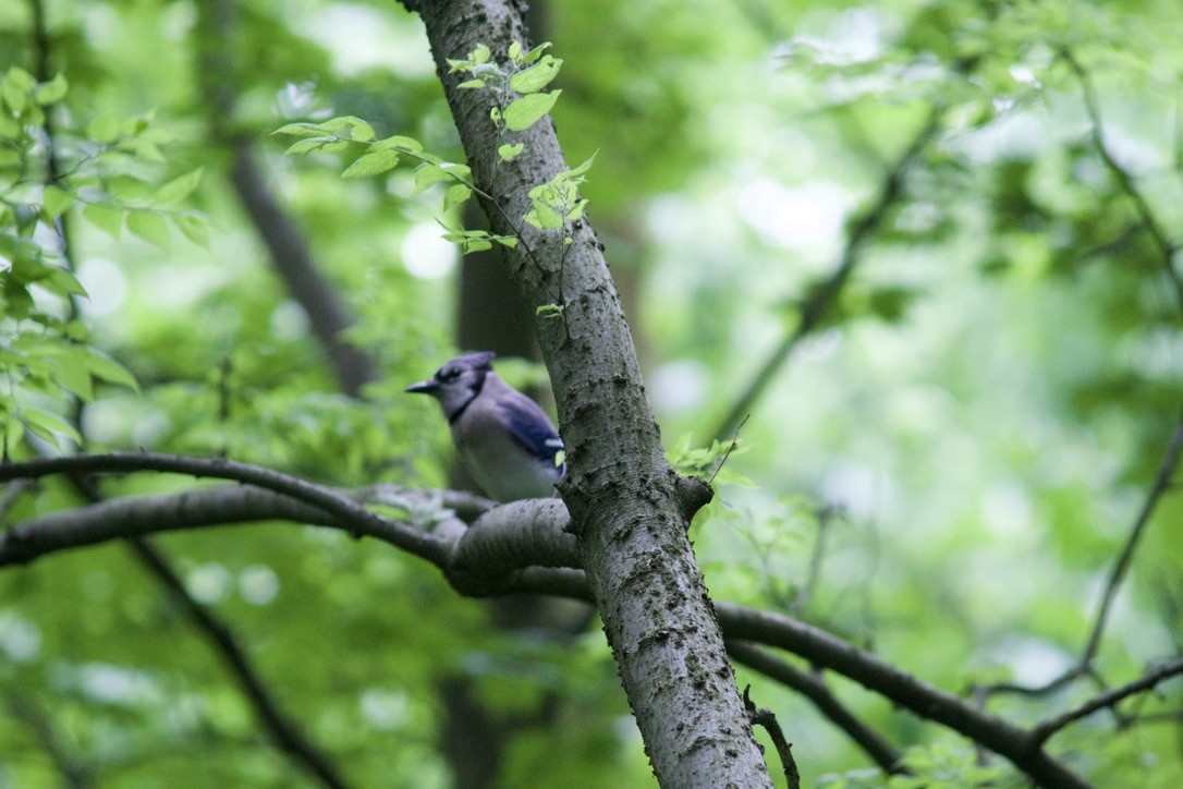 Blue Jay - ML619196925