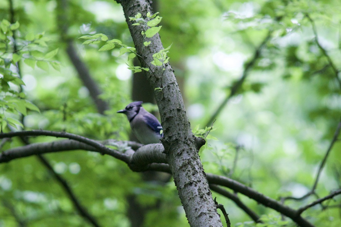 Blue Jay - Sarah R