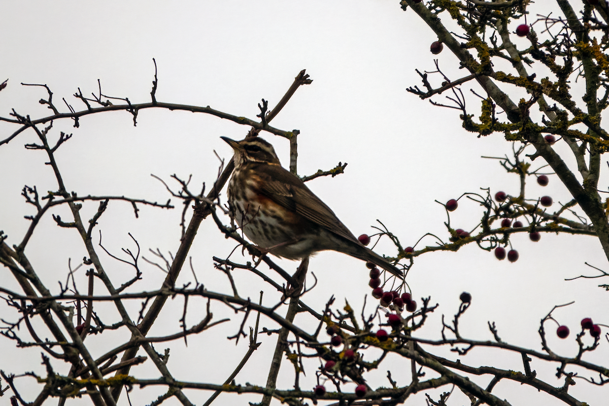 Redwing - Gavin Stone