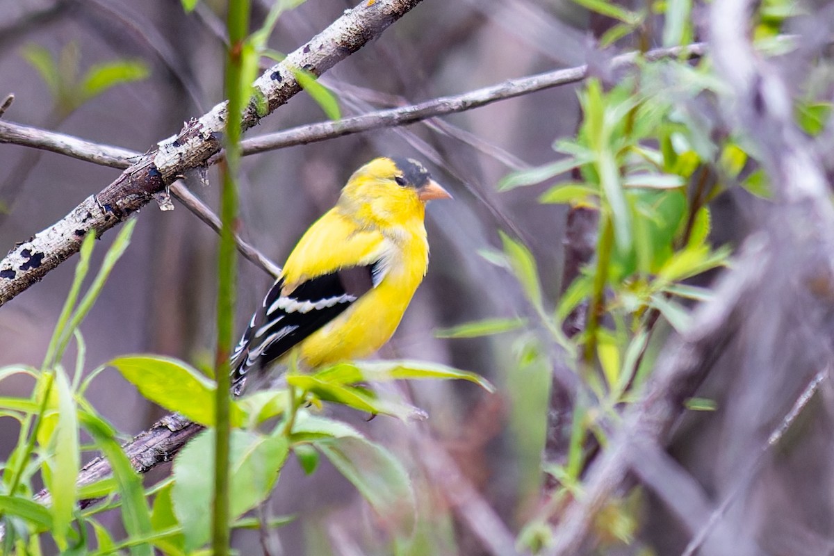 American Goldfinch - Steve Juhasz