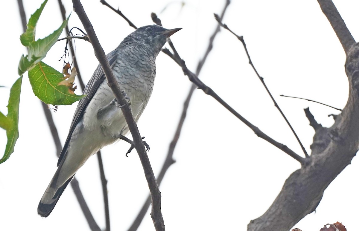 Black-headed Cuckooshrike - John Daniel