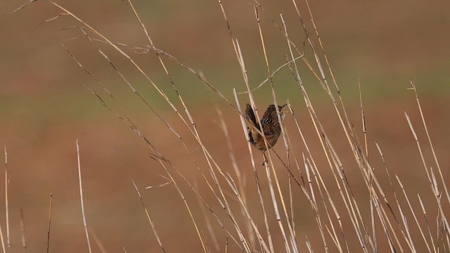 Grass Wren - ML619196953