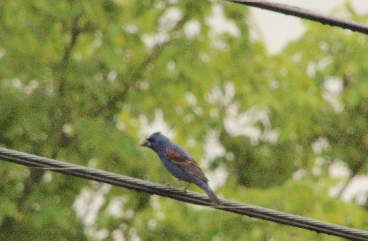 Blue Grosbeak - Carole Swann