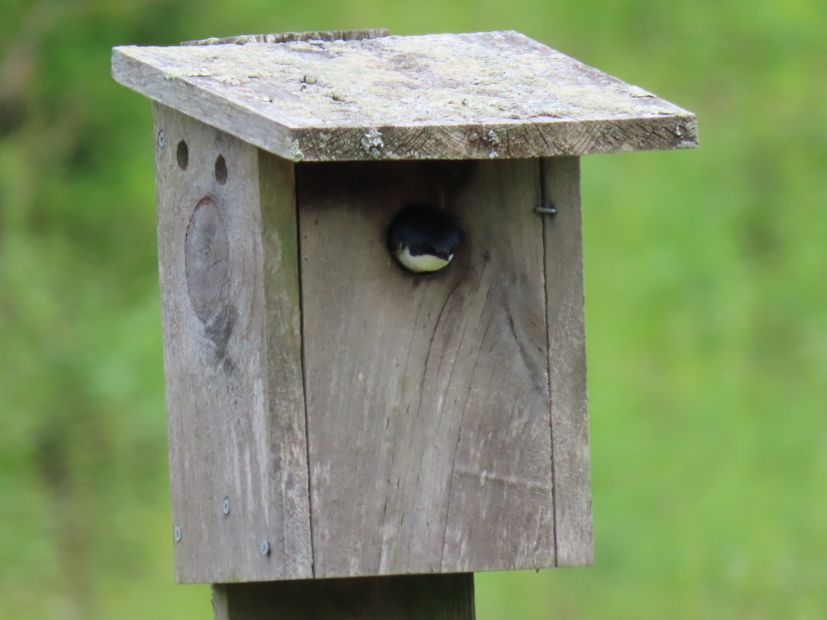 Tree Swallow - ML619197009