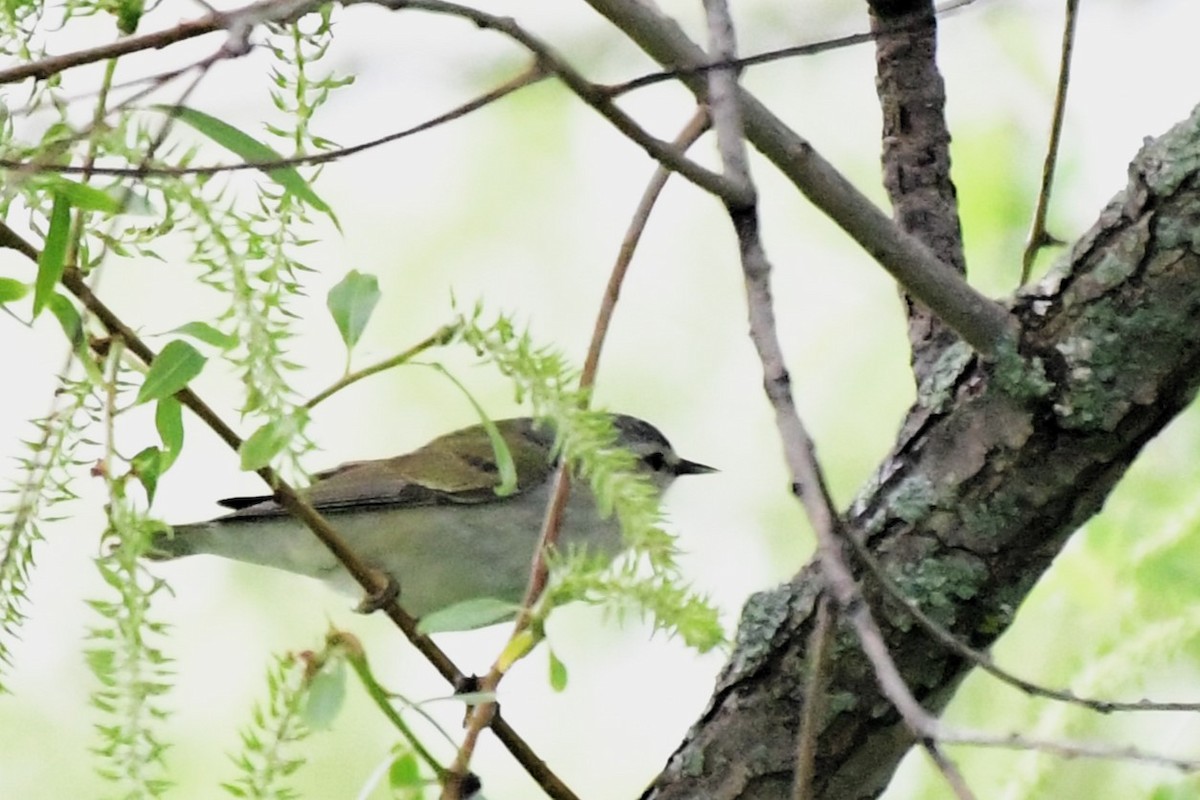 Tennessee Warbler - Winston Poon