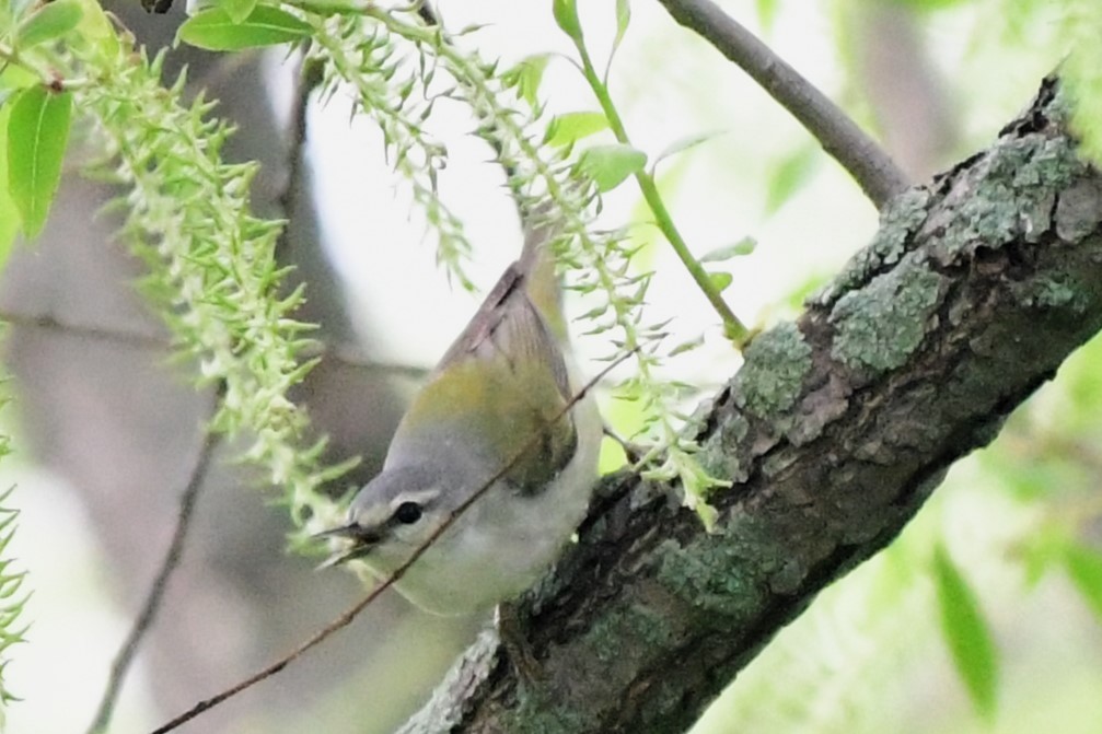 Tennessee Warbler - Winston Poon