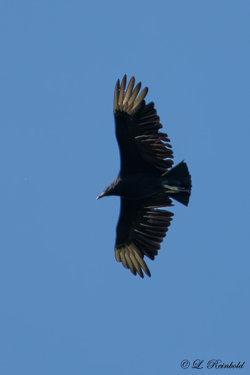 Black Vulture - Lucine Reinbold