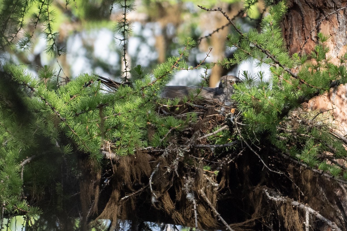 American Goshawk - Joshua Covill