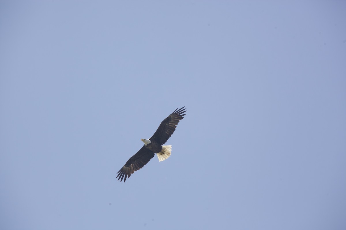 Bald Eagle - Paul Miller