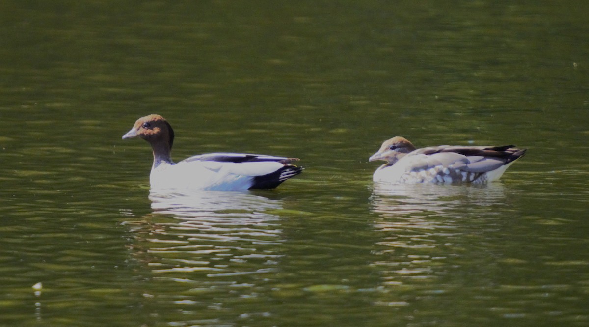 Maned Duck - Ulises Cabrera Miranda