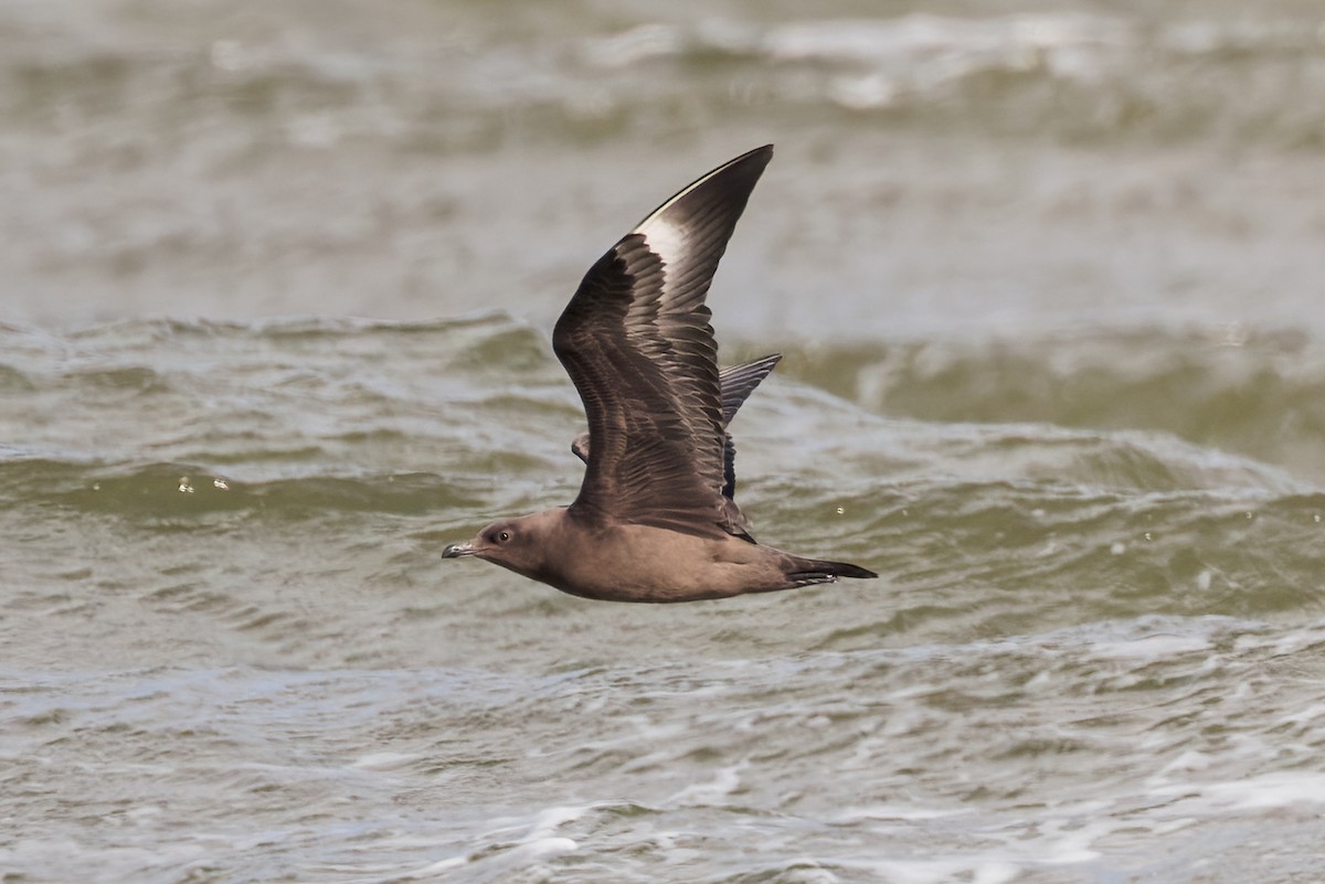 South Polar Skua - ML619197071