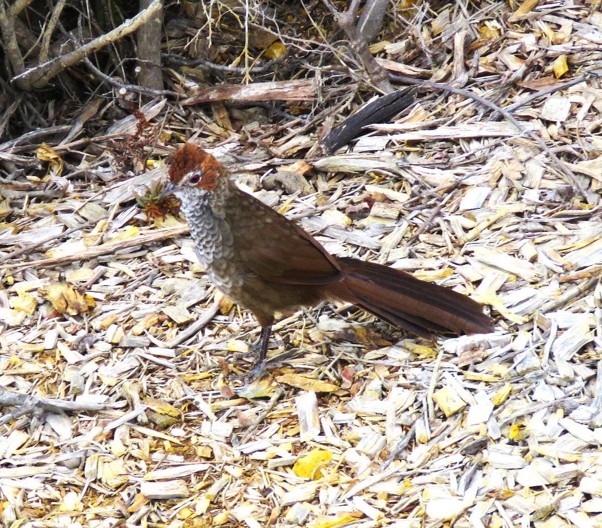 Rotkopf-Borstenvogel - ML619197084