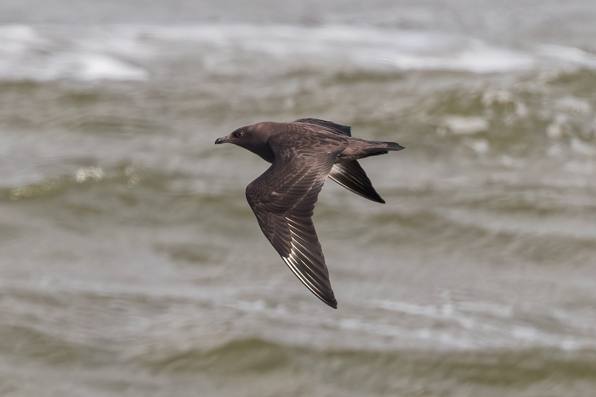 South Polar Skua - ML619197093