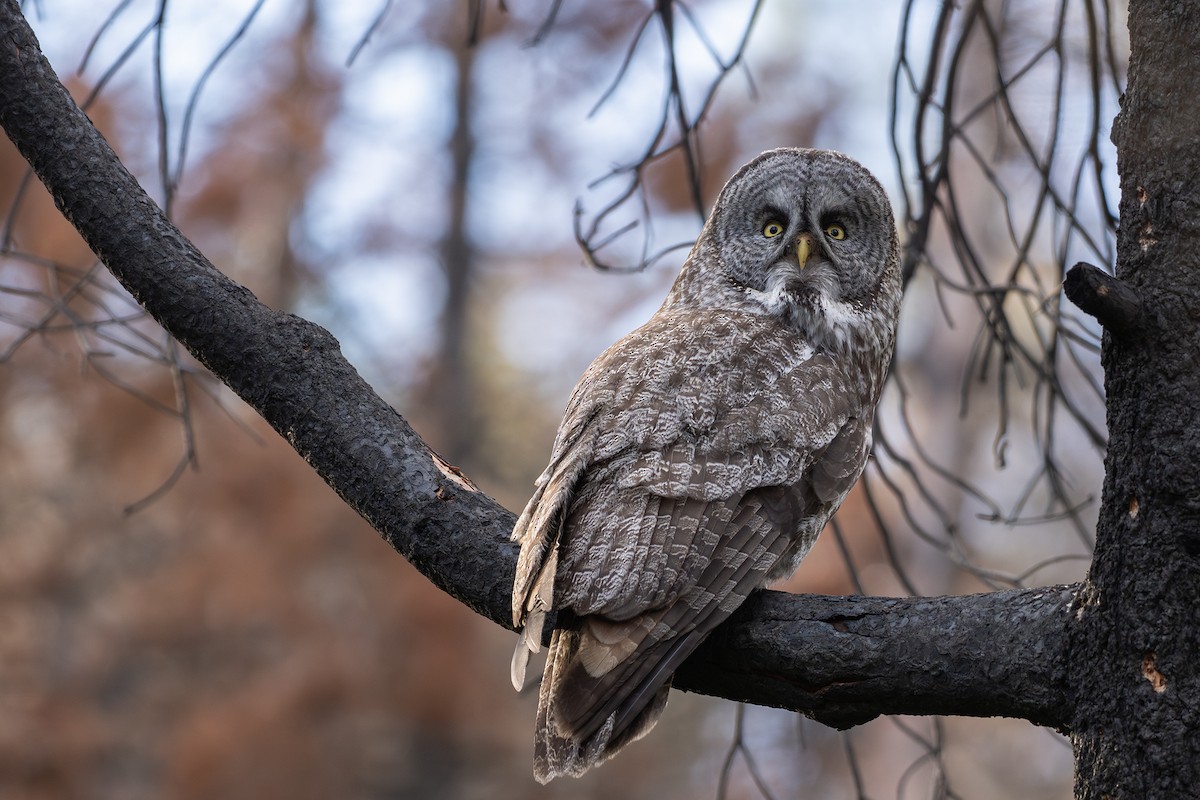 Great Gray Owl (American) - Joshua Covill