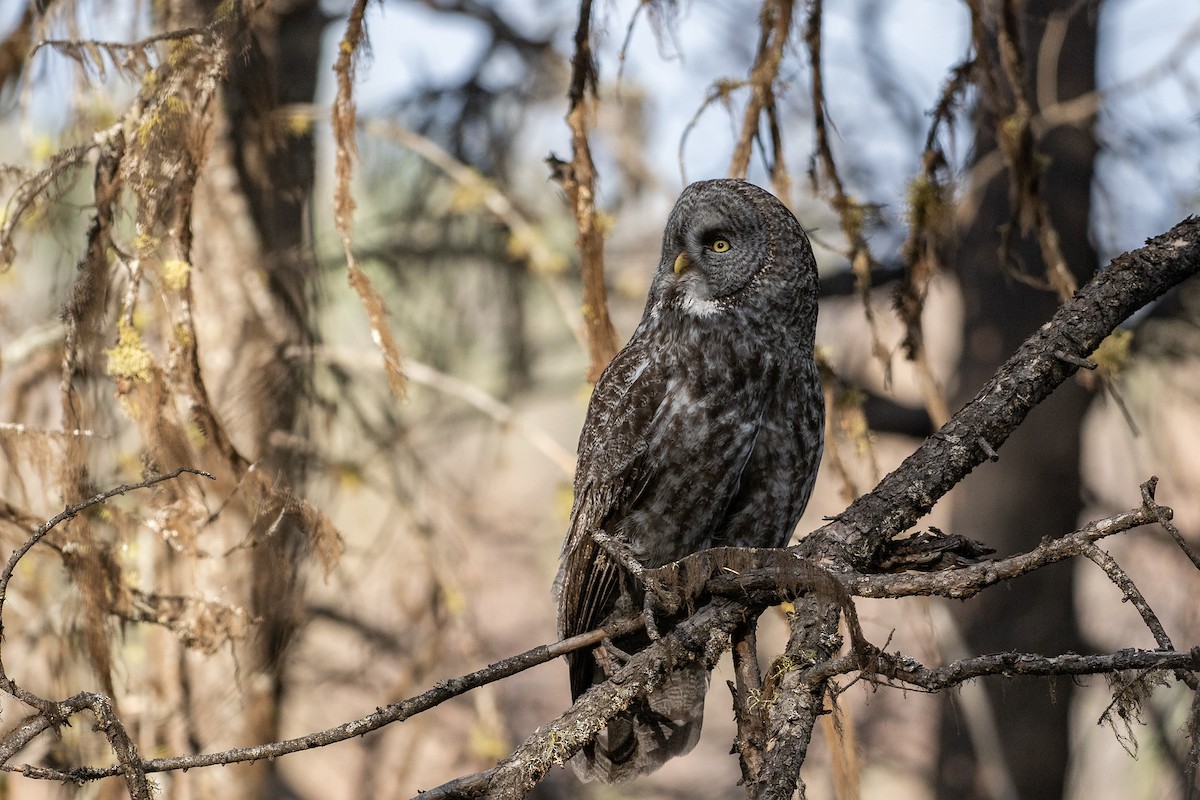 Great Gray Owl (American) - Joshua Covill