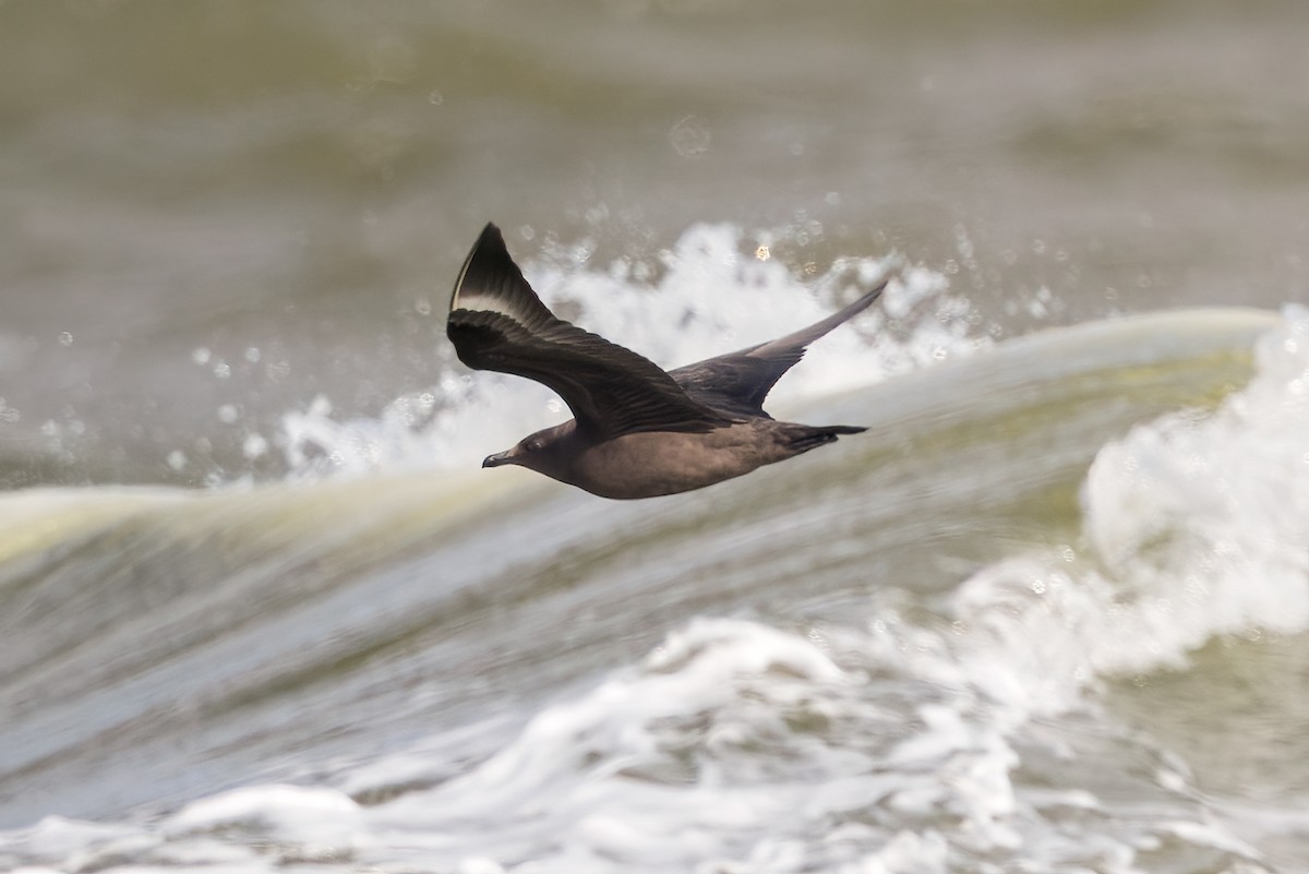 South Polar Skua - ML619197110