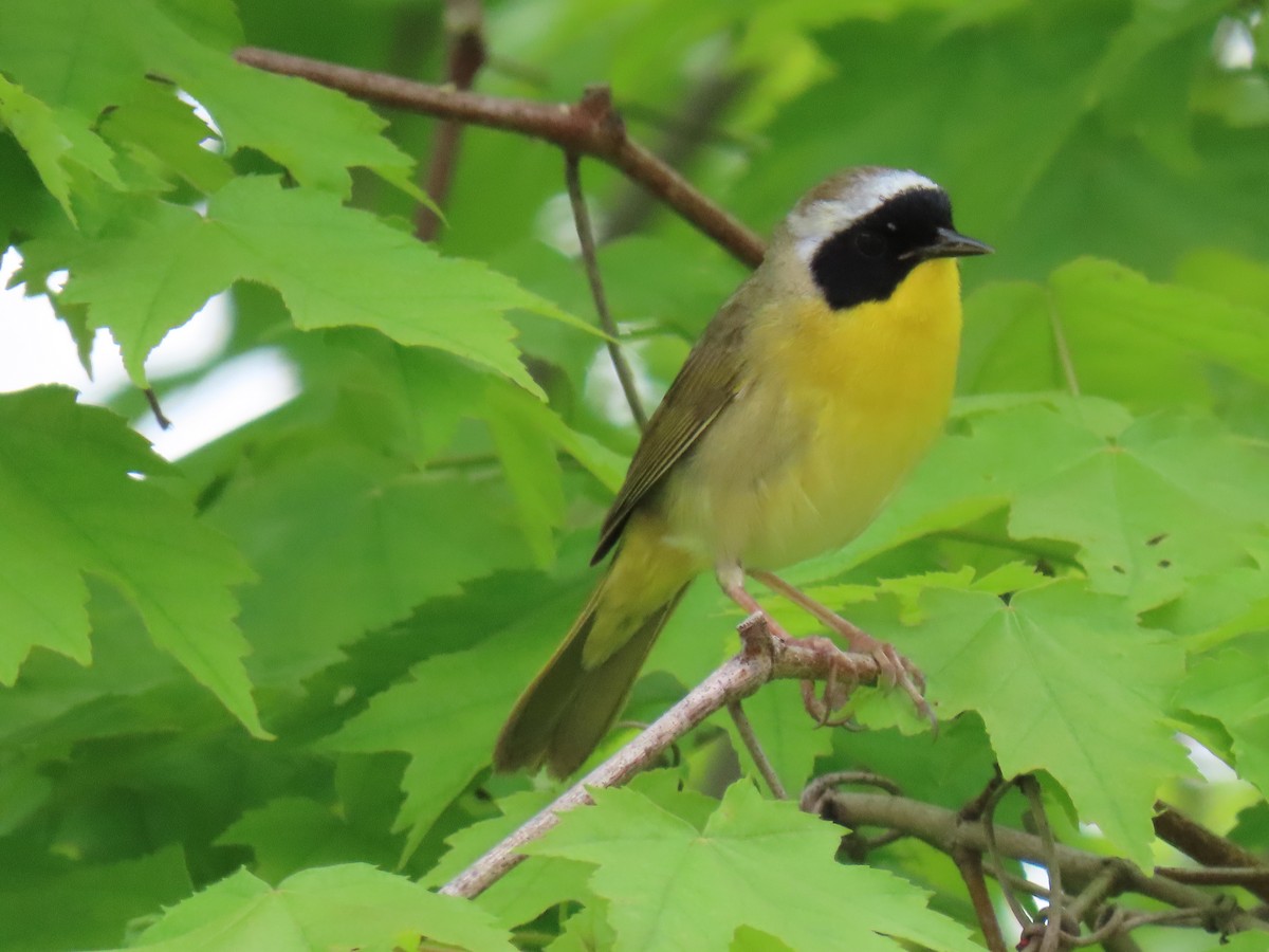 Common Yellowthroat - ML619197113