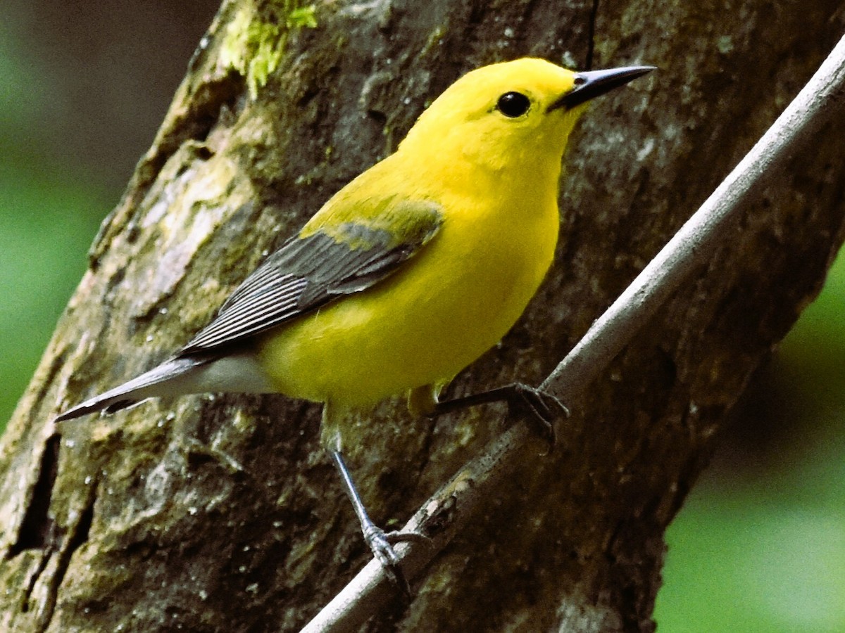 Prothonotary Warbler - Jason C. Martin