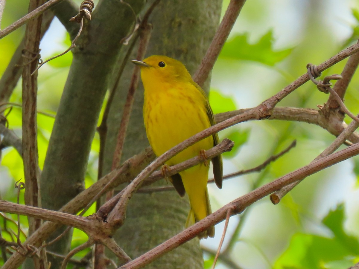 Yellow Warbler - John Gaglione