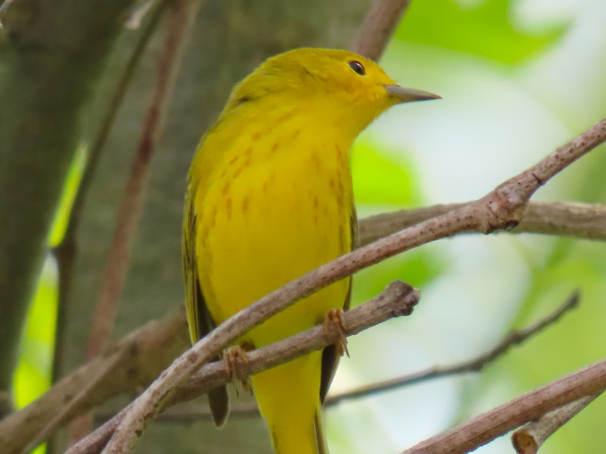 Yellow Warbler - ML619197149