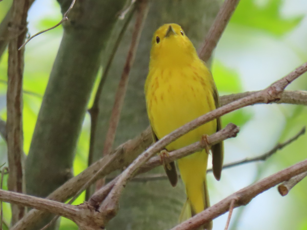 Yellow Warbler - ML619197150