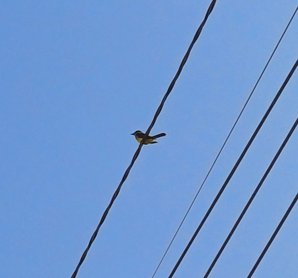 Tropical Kingbird - Jose André Quispe Torres