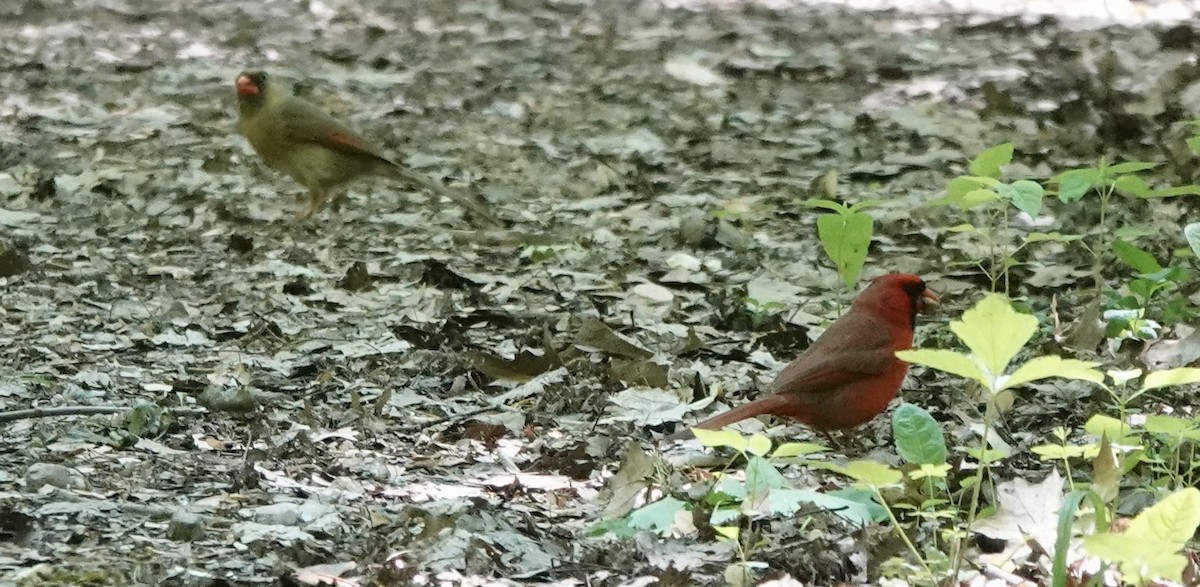Cardinal rouge - ML619197156