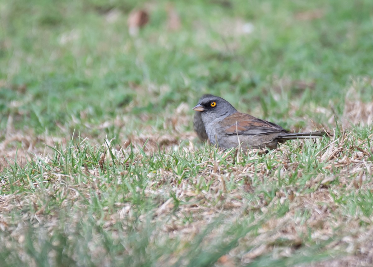 Yellow-eyed Junco (Guatemalan) - Daniel Mérida