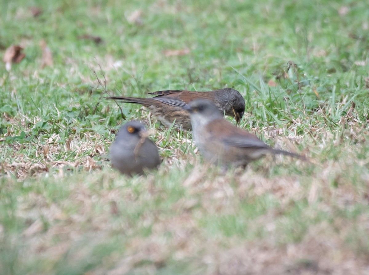 Yellow-eyed Junco (Guatemalan) - Daniel Mérida