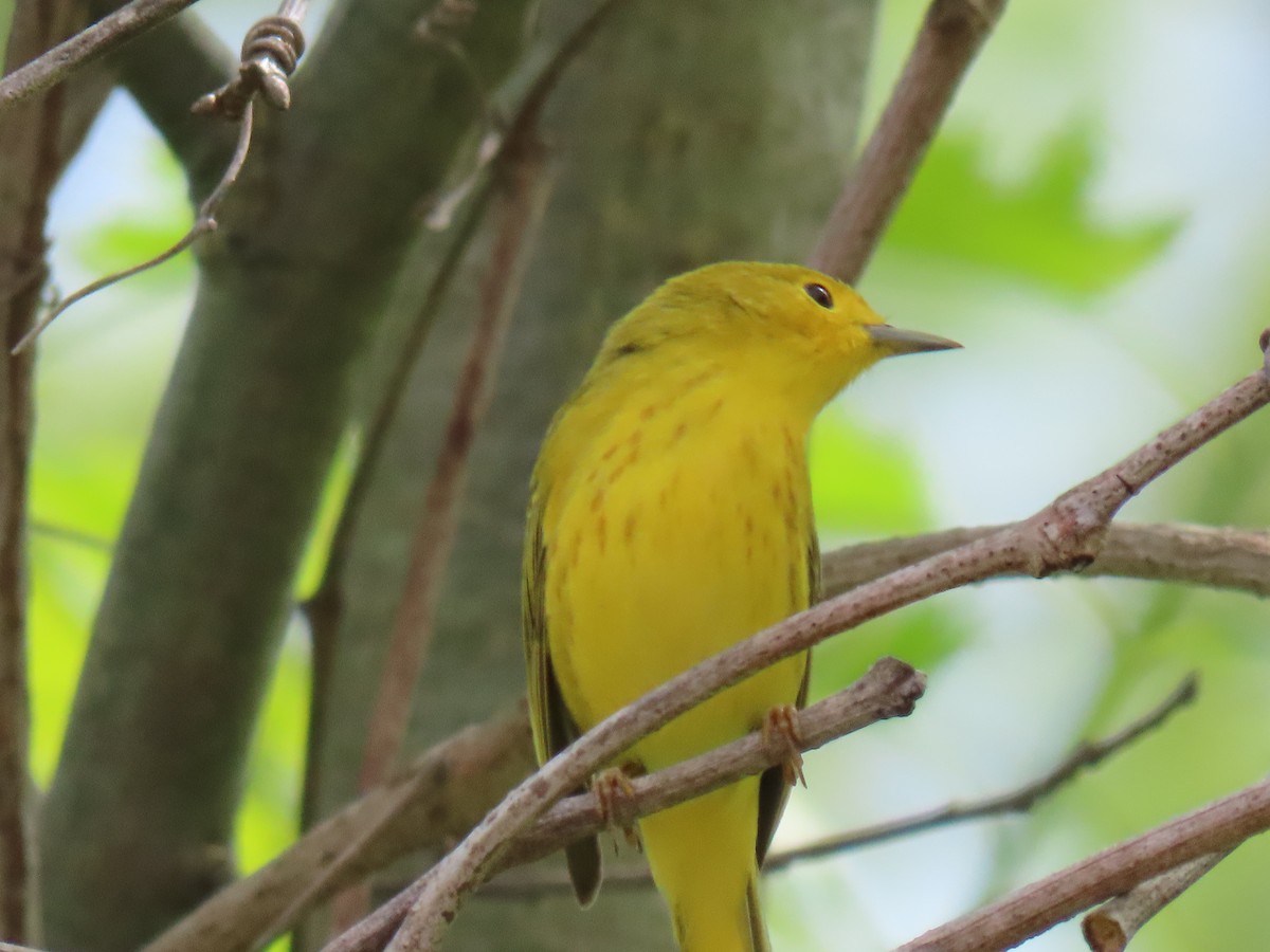 Yellow Warbler - John Gaglione