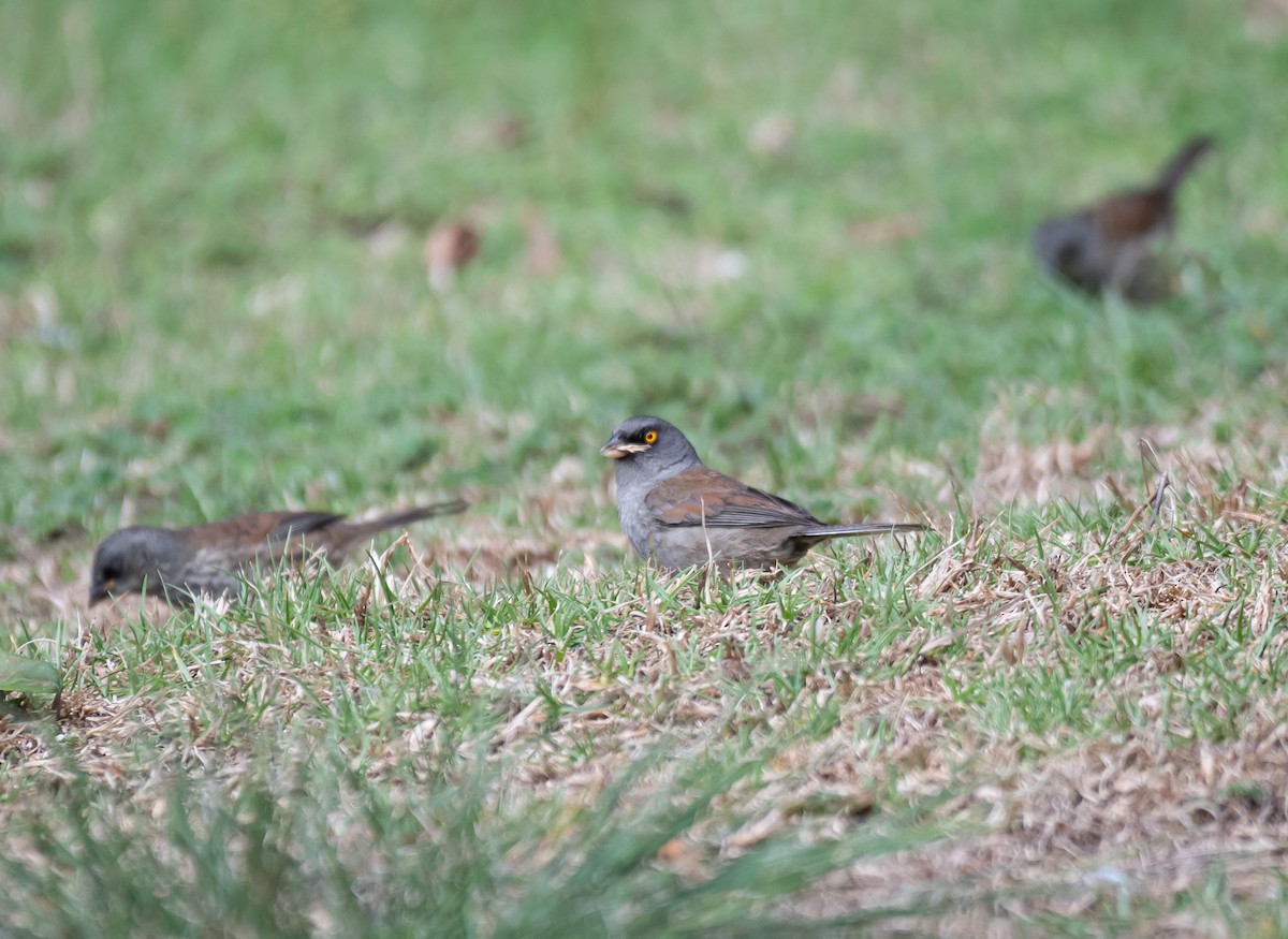 Junco aux yeux jaunes (alticola) - ML619197165