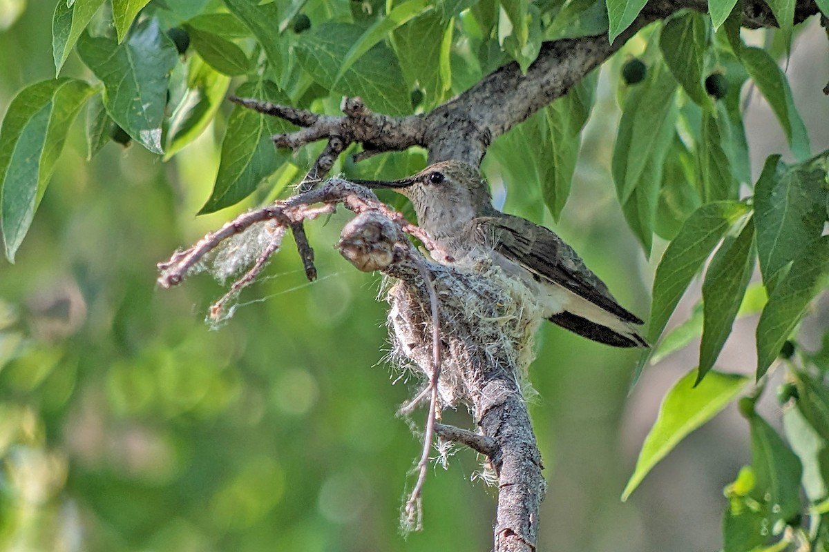 Black-chinned Hummingbird - Richard Fray