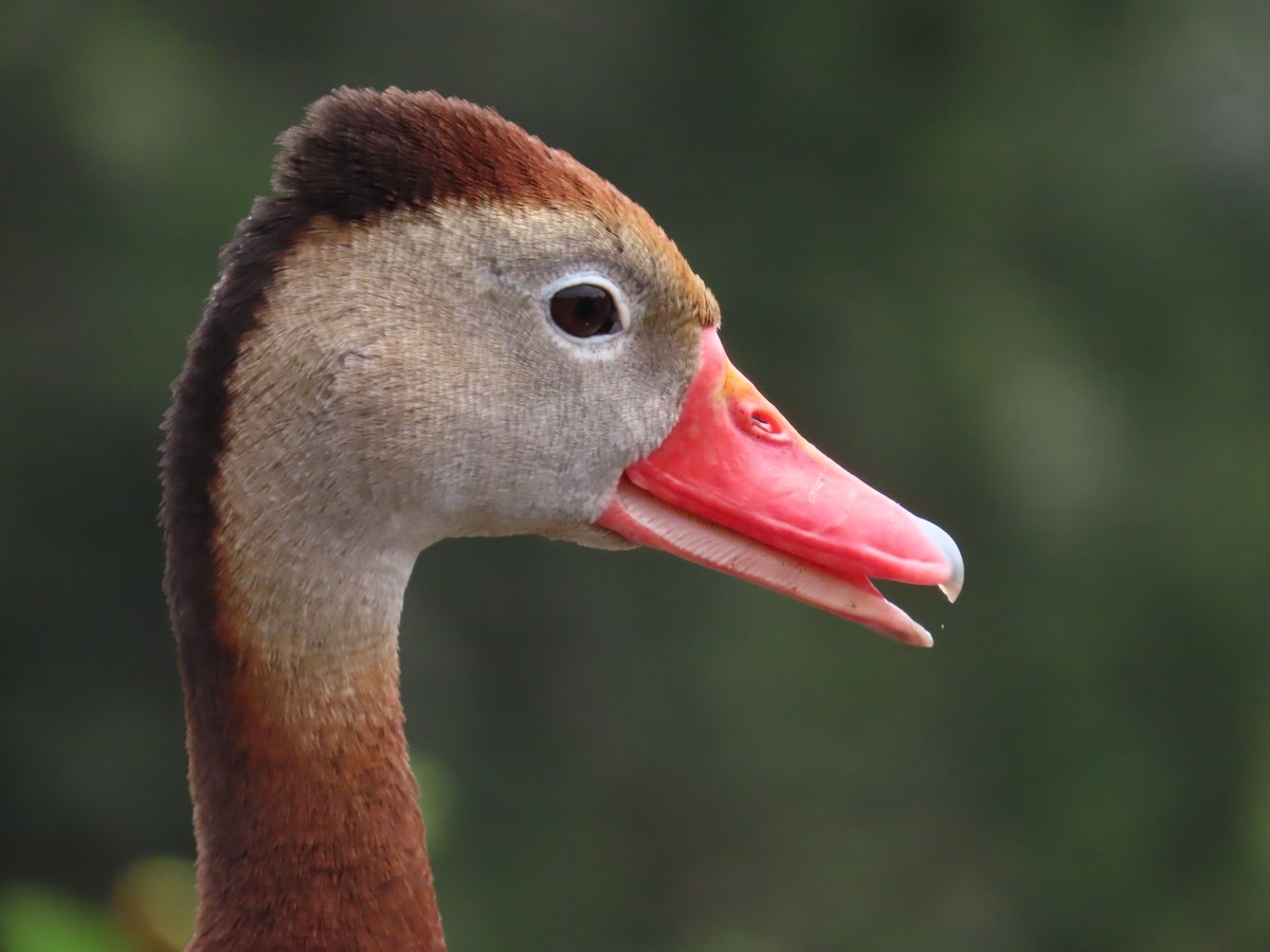 Black-bellied Whistling-Duck - Laurie Witkin