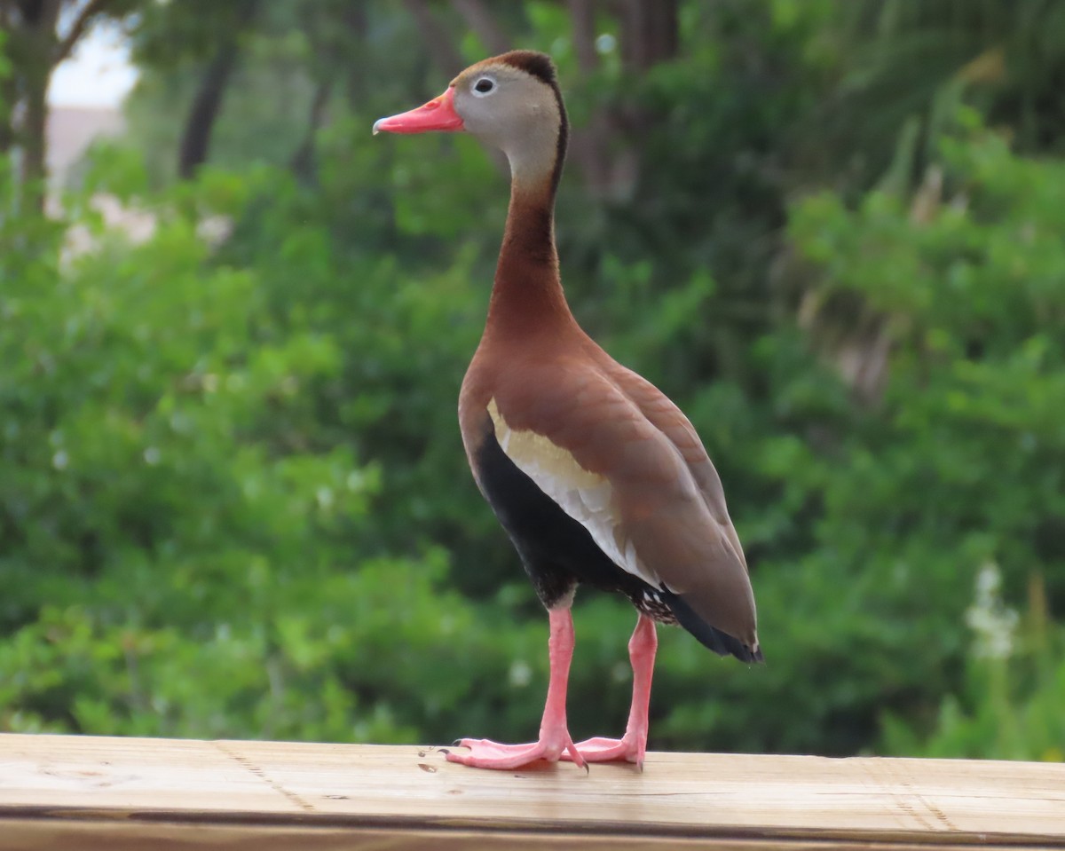 Black-bellied Whistling-Duck - Laurie Witkin