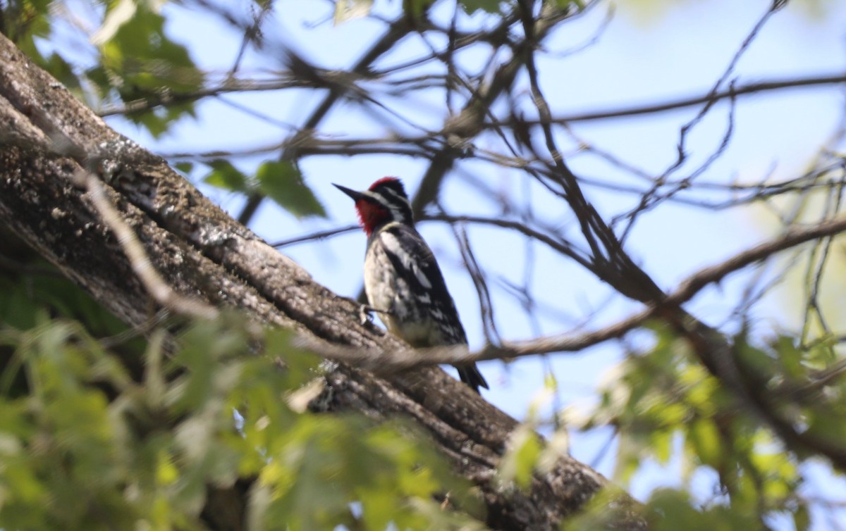 Yellow-bellied Sapsucker - "Chia" Cory Chiappone ⚡️