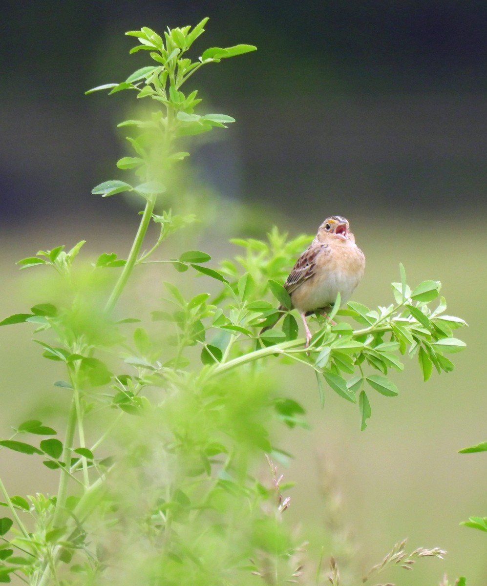 Grasshopper Sparrow - ML619197190