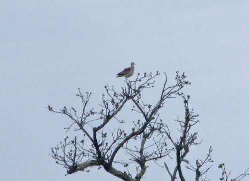 Upland Sandpiper - John Toren