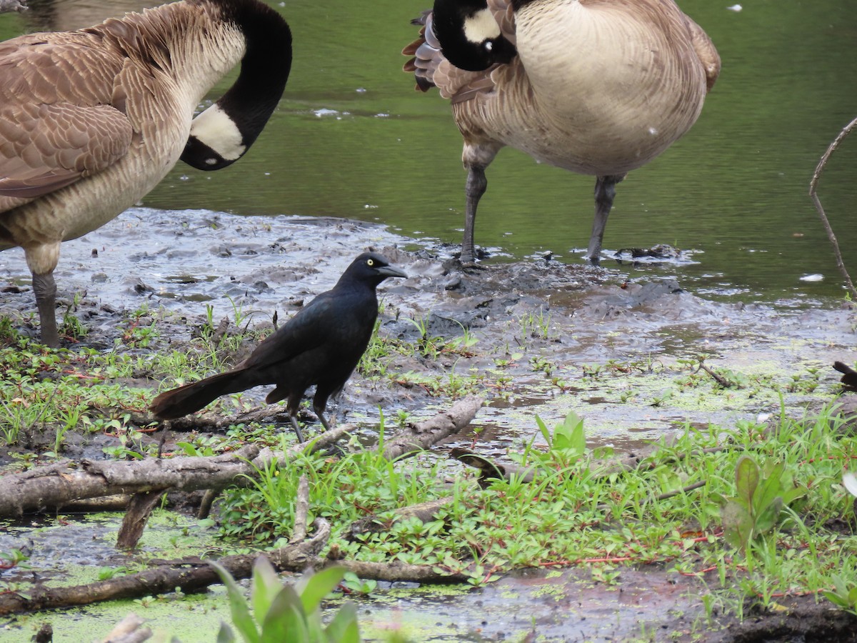 Great-tailed Grackle - ML619197220