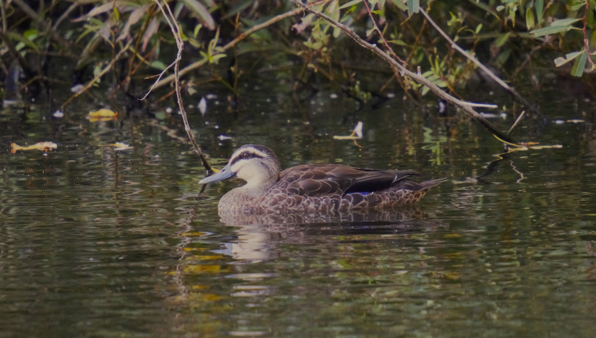 Mallard x Pacific Black Duck (hybrid) - Ulises Cabrera Miranda