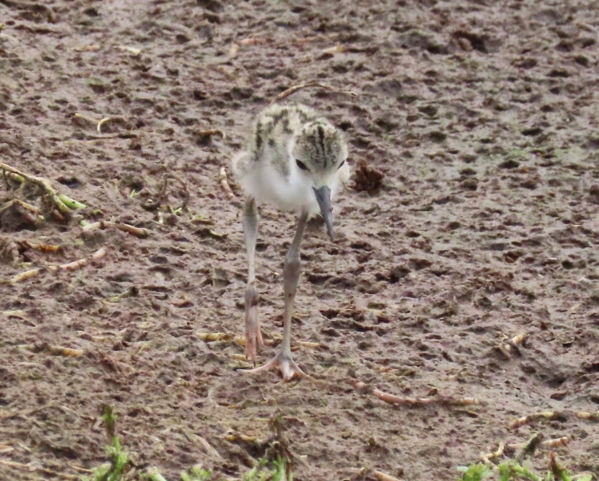 Black-necked Stilt - Laurie Witkin