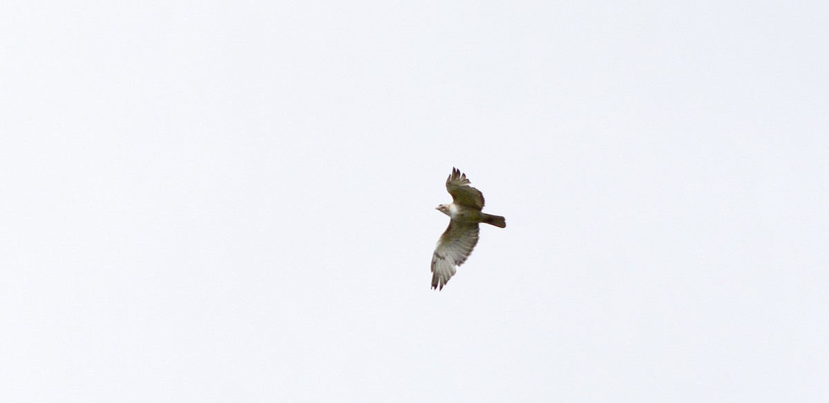 Red-tailed Hawk - Jean and Bob Hilscher