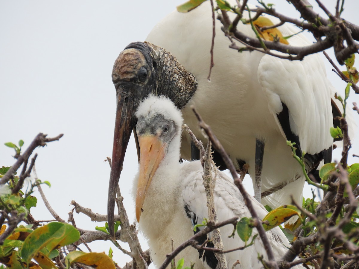 Wood Stork - Laurie Witkin