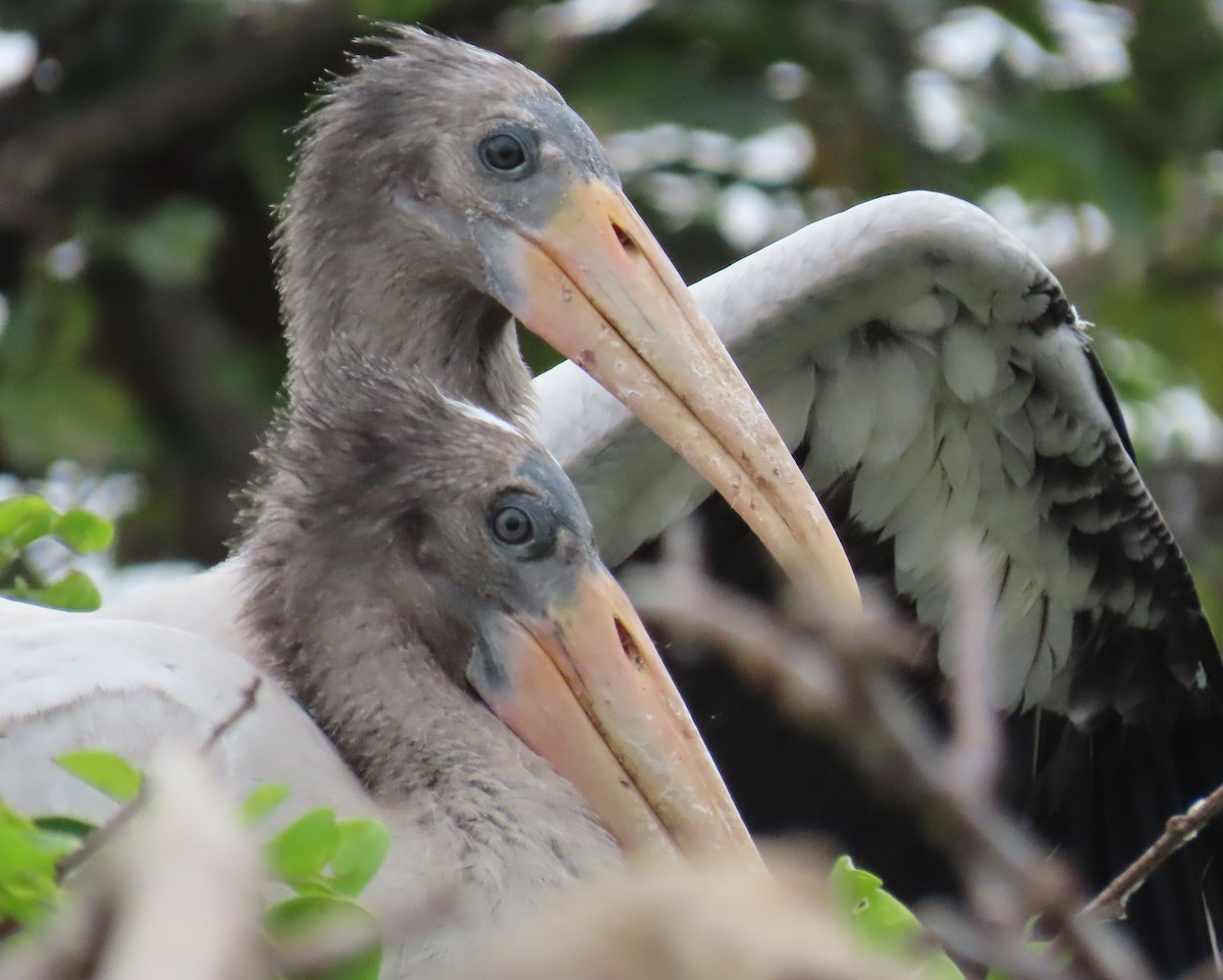 Wood Stork - Laurie Witkin