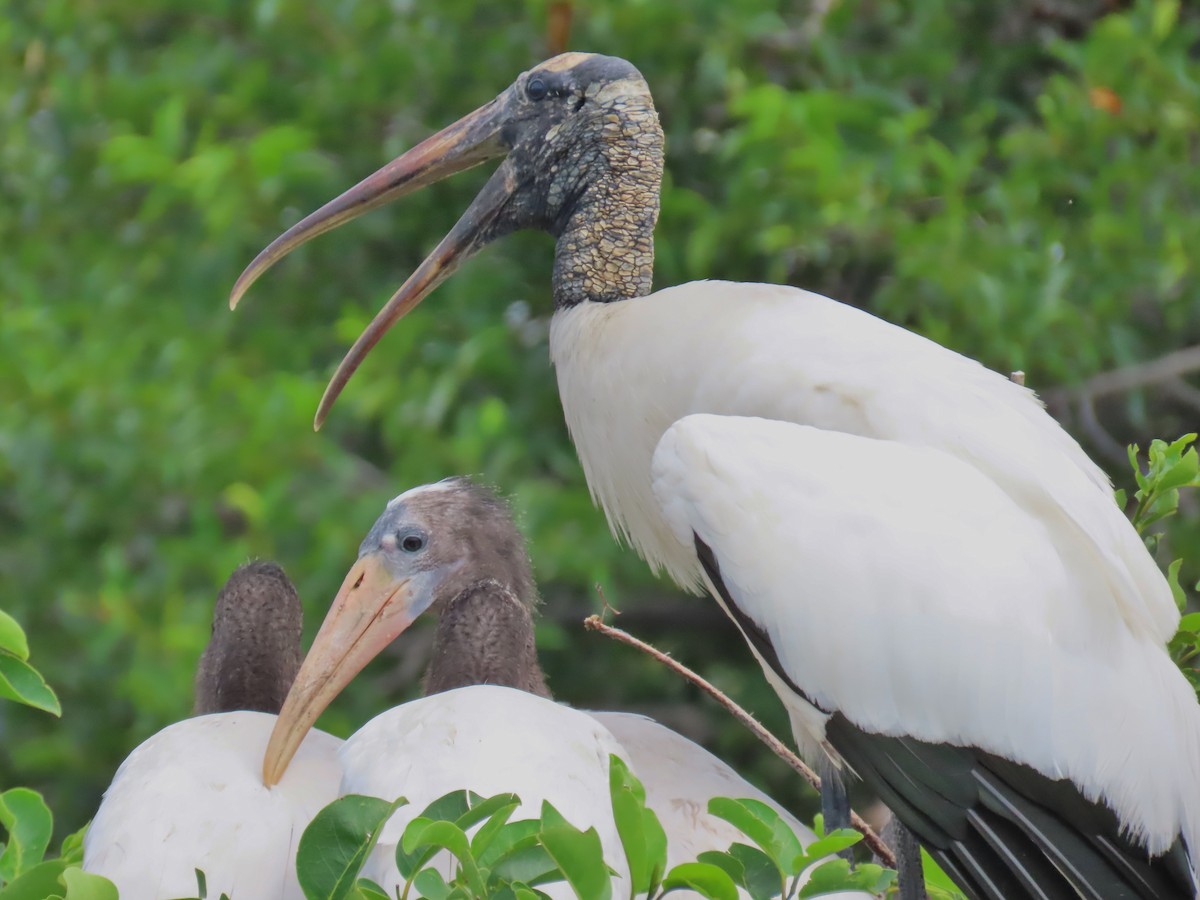 Wood Stork - Laurie Witkin