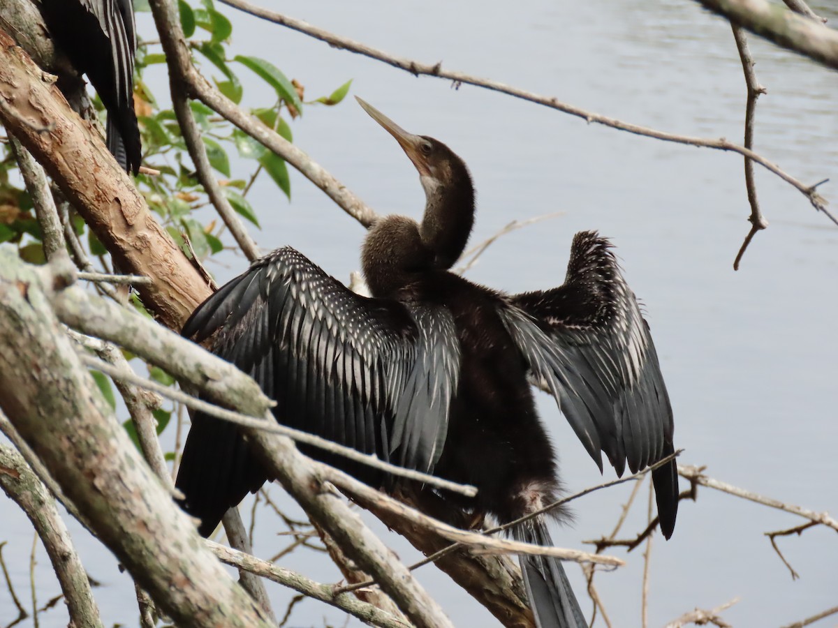 Anhinga - Laurie Witkin