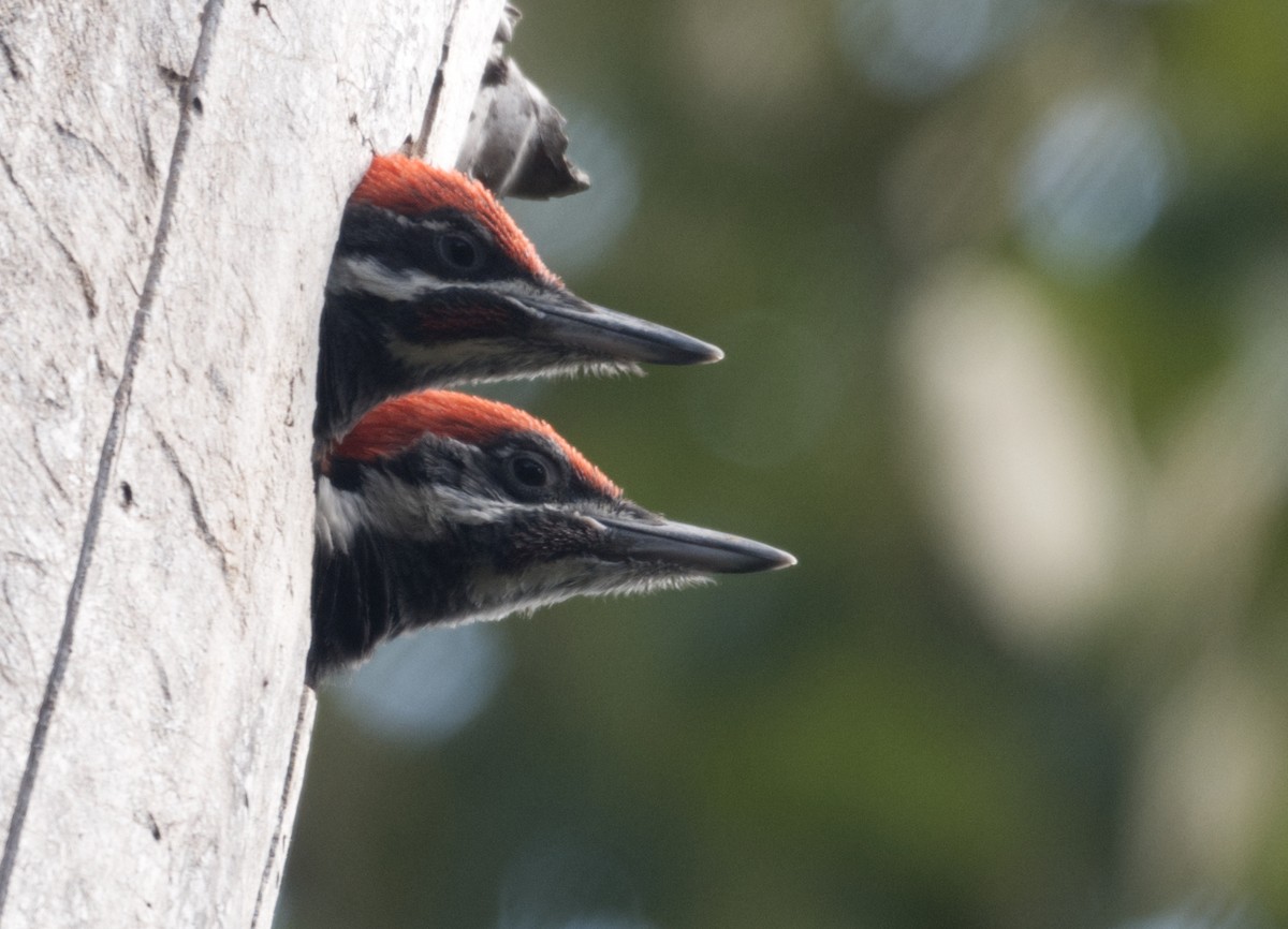 Pileated Woodpecker - Richard Niemeyer