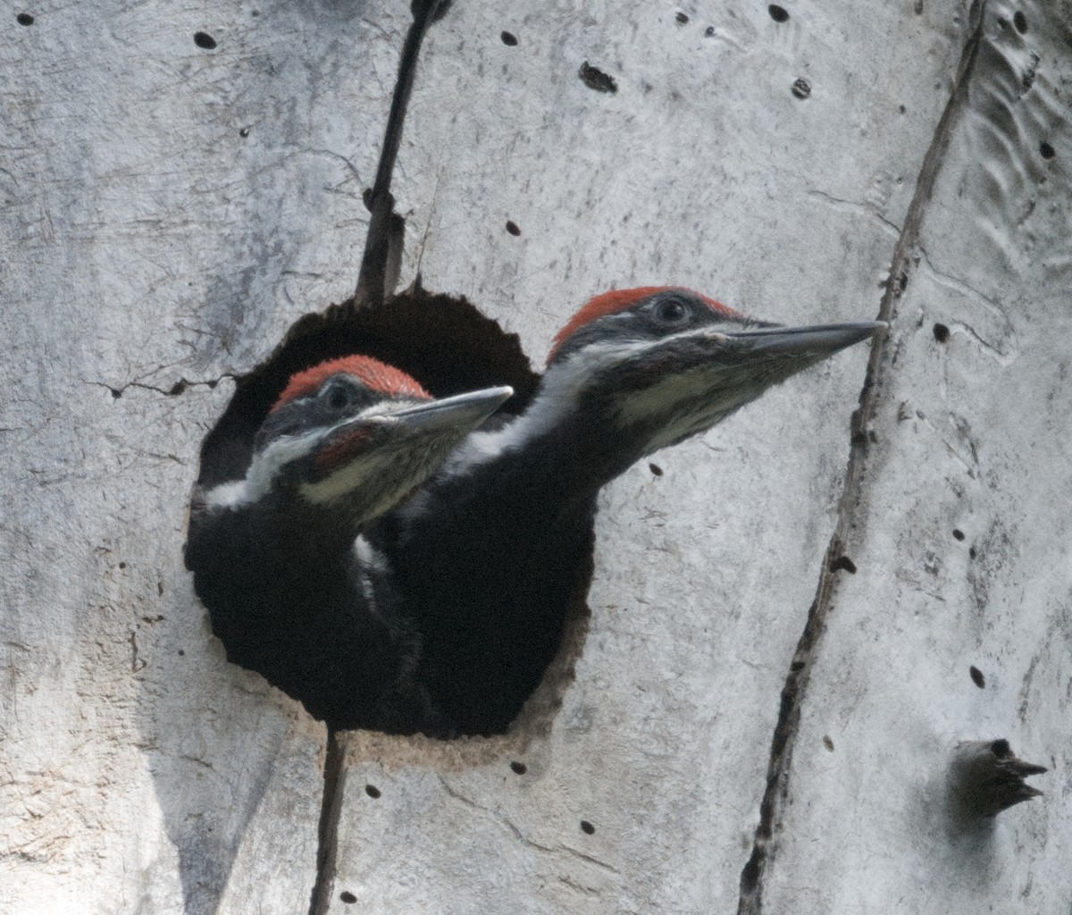 Pileated Woodpecker - Richard Niemeyer