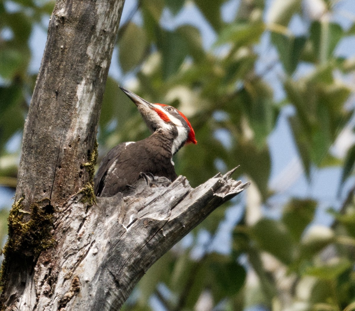 Pileated Woodpecker - ML619197290