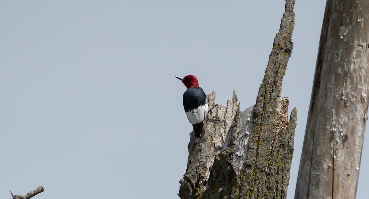 Red-headed Woodpecker - Mike Good