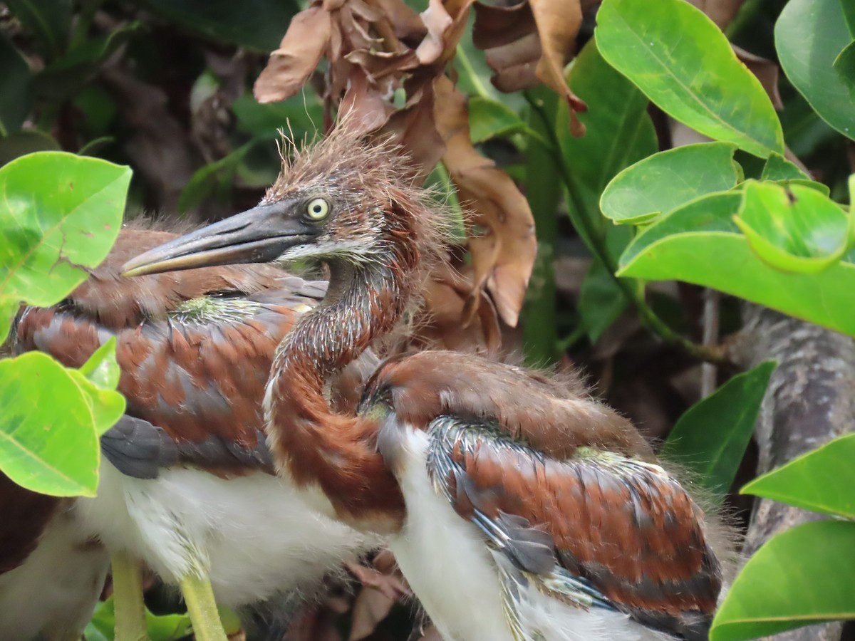 Tricolored Heron - Laurie Witkin